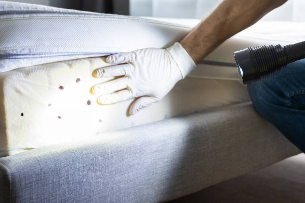 Best Termite Control Services  in Napili Honokowai, HI