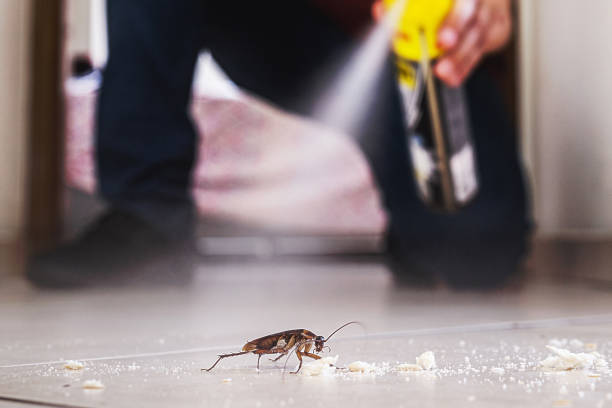 Best Best Pest Control Companies  in Napili Honokowai, HI
