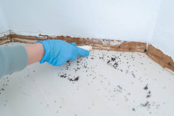 Pest Prevention Services in Napili Honokowai, HI